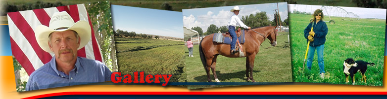 Boreen Hay and Cattle