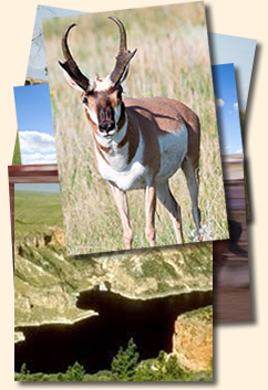 Boreen Ranch - Pronghorn - Big Horn Lake